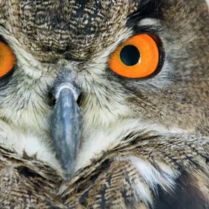 Eagle owl - Adult