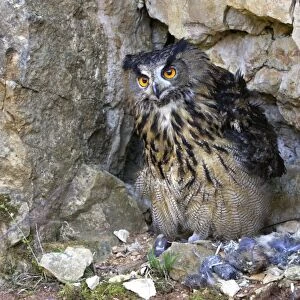 Eagle Owl - with Eurasian Tawny Owl (Strix aluco) as a prey Family : Strigides
