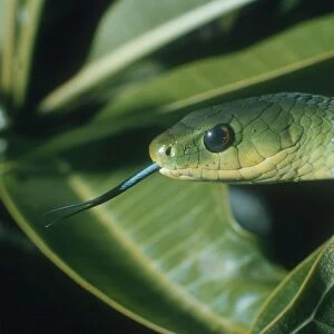 East African Bush Snake - Nairobi, Kenya, Africa
