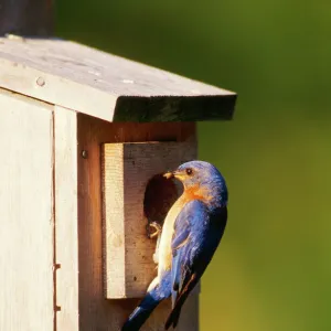 Eastern Bluebird - male at nest box Hamden, Connecticut, USA