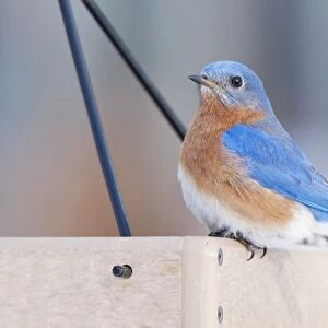 Eastern Bluebird. Male in winter at bird feeder eating - Connecticut in February. USA