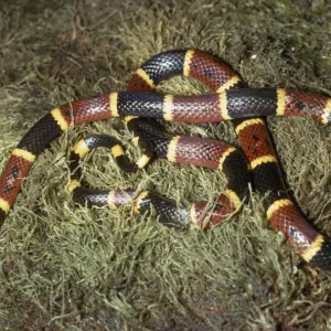 Snakes Mounted Art Print Collection: Eastern Coral Snake