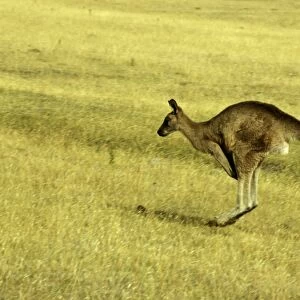 Eastern grey (Forester s) kangaroo (Macropus giganteus tasmaniensis), Maria Island, Tasmania, Australia