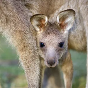 Eastern Grey Kangaroo - cute portrait of a joey looking out of its mother's pouch. The female is on all four legs and the joey peers out from in between them - Murrammang National Park, New South Wales, Australia