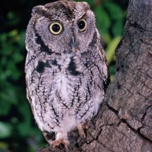 Eastern Screech Owl (Grey)