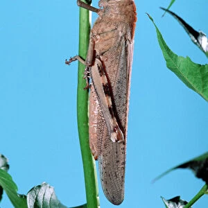 Egyptian Locust - adult