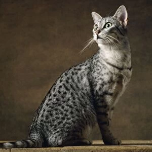 Egyptian Silver Mau Cat
