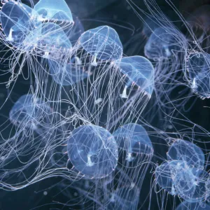 Elegant Hydromedusa Jellyfish Coastal waters, Pacific-Atlantic