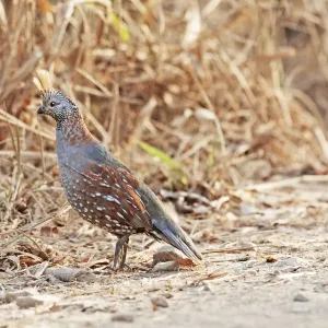 New World Quail (Birds, Animals) Collection available as Framed Prints
