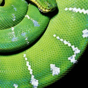 Emerald Tree Boa Amazon basin, Brazil