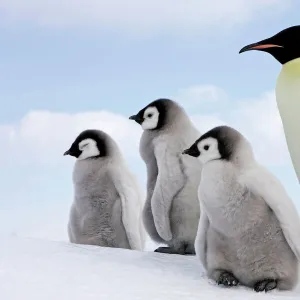 Emperor Penguin - Adult with 3 young. Snow hill island Antarctica Aptenodytes forsteri