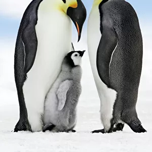 Emperor Penguin - two adults with chick. Snow hill island - Antarctica. Removed back ground Penguins, added sky
