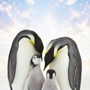 Penguins