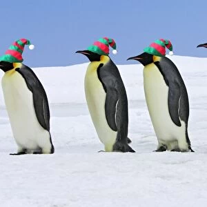 Emperor Penguin - four adults walking across ice, wearing hats. Snow hill island - Antarctica