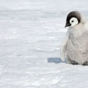 Emperor Penguin - Chick on Sea Ice Aptenodytes forsteri Snow Hill Island Antarctica BI011926