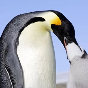 Emperor Penguin feeding young. Snow hill island Antarctica