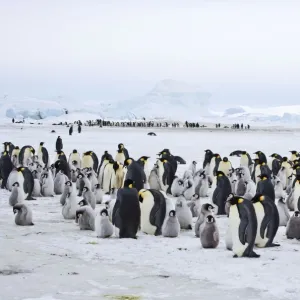 Emperor Penquins - Snow Hill Rookery - Lots of chicks and adults with another Rookery in distance - on ice with mainland in background - Snow Hill Island, Antarctica October