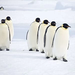 Emperor Penquins - Six walking on sea ice - Snow Hill Island, Antarctica, October