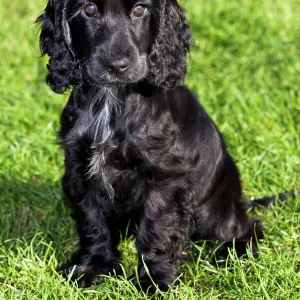 Spaniel Cocker