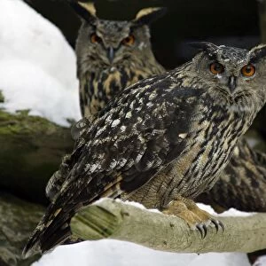 European Eagle Owl - pair on branch in winter Bavaria, Germany