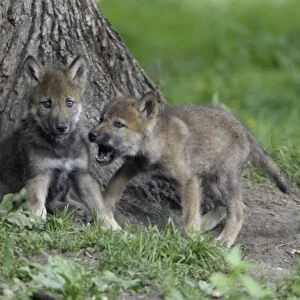 European Grey Wolf- 2 cubs playing, Lower Saxony, Germany