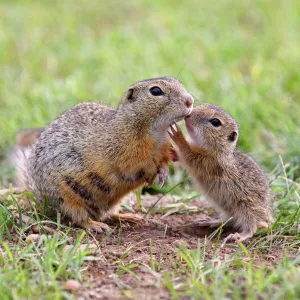 European Ground Squirrel / Souslik - mother with young - Austria