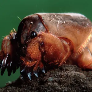 European mole cricket. Europe