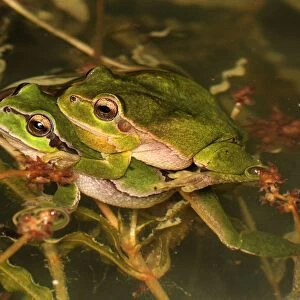 European Treefrog - amplexus - Switzerland