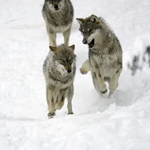 European Wolf - 4 young animals playing in snow, winter Bavaria, Germany