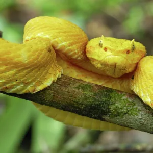 Eyelash Pit Viper - yellow coloration Cahuita N. P. Costa Rica