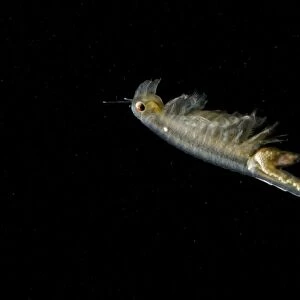 Fairy Shrimp - female showing eggs within