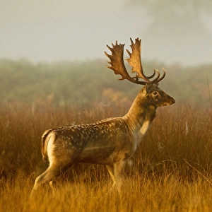 Fallow Deer - stag in mist at sunrise - Richmond Park UK 14993