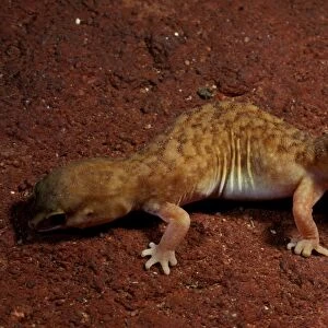 Lizards Collection: Fat-Tailed Gecko