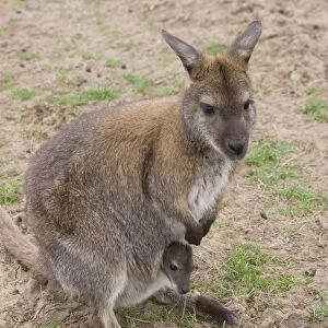 Female Bennett's Wallaby with joey in pouch