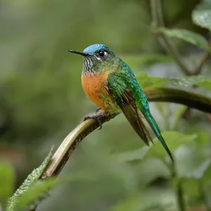 Long Tailed Sylph