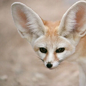 Dogs (Wild) Poster Print Collection: Fennec Fox