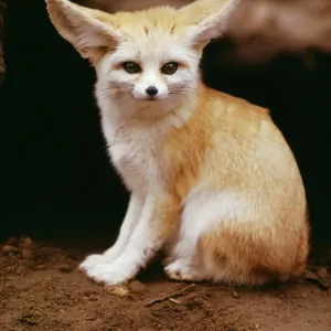 Fennec Fox Print (KF 1065) - Fennecus zerda. Art Prints, Posters