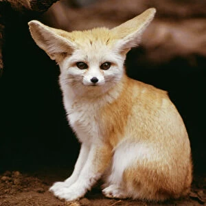 Mammals Metal Print Collection: Fennec Fox
