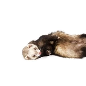 Ferret - sable colouring in studio lying on back