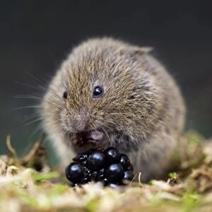 Field Vole - eating blackberry - UK