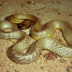 Snakes Mounted Art Print Collection: Fierce Snake