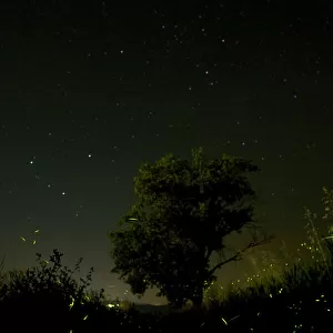 Fireflies - The flight of male Fireflies during a summer night - Italy