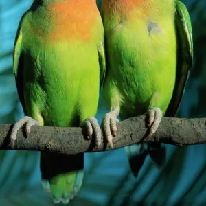 Fischer's / Peach-faced Lovebirds - Hybrid