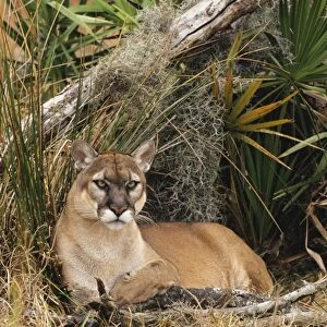Florida Cougar / Mountain Lion / Puma. Florida - USA. endangered species. Also known as the Florida Panther MR1227