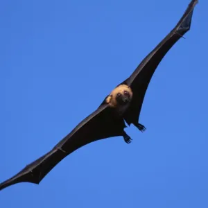 Pteropodidae Jigsaw Puzzle Collection: Aldabra Flying-fox