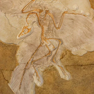 Fossil Bird Archaeopteryx Cast - Original specimen in Berlin-Germany - Known as "the first bird" with both dinosaurian and avian features which some say represents a "missing link" between dinosaurs