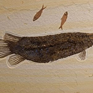Fossil Gar - with Knightia (smaller fish) - Green River formation - Fossil Lake-Thompsen Ranch-Lincoln county-Wyoming, USA