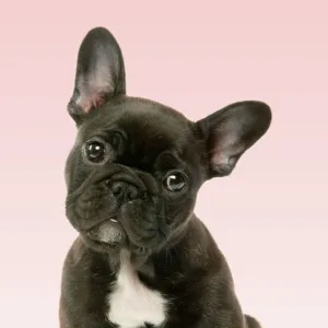 Utility Collection: French Bulldog