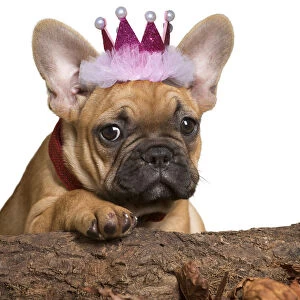 French Bulldog, puppy wearing pink crown