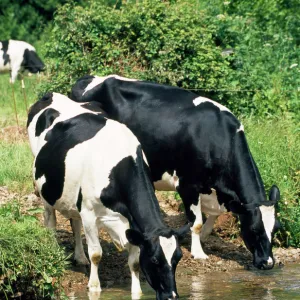 Friesian Cows - drinking from river